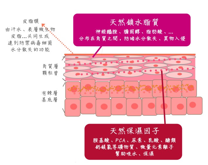 天然保濕因子-01-01