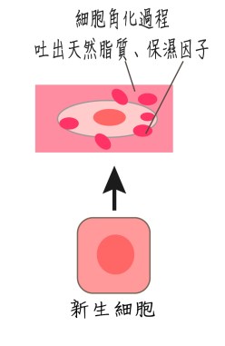 天然保濕因子-01-02-02