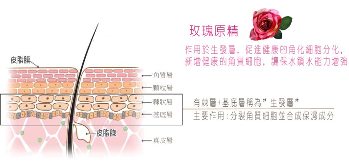 玫瑰原精皮膚作用