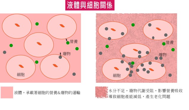 細胞與異體的關係-01